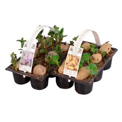 För dig som vill spara tid och plats finns förgrodd sättpotatis med rötter - bara att plantera. Kommer i tråg med sex potatisar i varje.