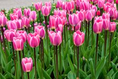 Tulipa (Darwinhybrid-Gruppen) 'Light and Dreamy'