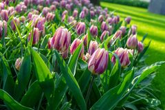 Tulipa genseriana (Rembrandt-Gruppen) 'Happy Feet'