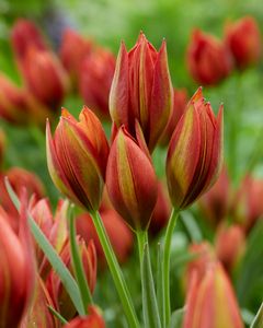 Tulipa 'Mara'