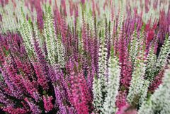 Svenskodlad ljung i färgvariation.