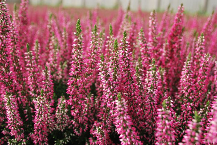 Blomsterlandet kan nu erbjuda sina kunder svenskodlad ljung sedan Solgården är först i landet med att lyckas odla ljung i kommersiell skala.