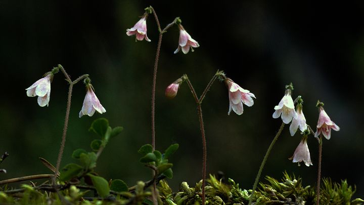 Nu lanseras en utvecklad version av SKUD, Svensk Kulturväxtdatabas (SKUD) med drygt 280 000 växtnamn.