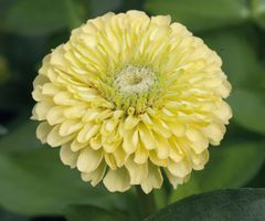 Zinnia elegans 'Isabellina'.