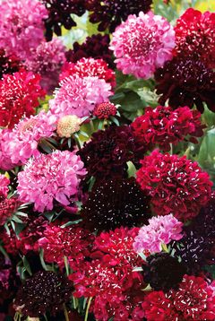 Scabiosa atropurpurea 'Summer Fruits'.