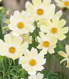 Cosmos bipinnatus 'Kiiro'.