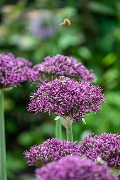 Allium 'Magic'.