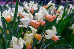 Vetenskapligt namn: Narcissus (Cyclamineus-Gruppen).