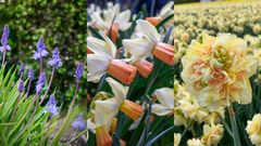 Vårblommande lökar 2025.