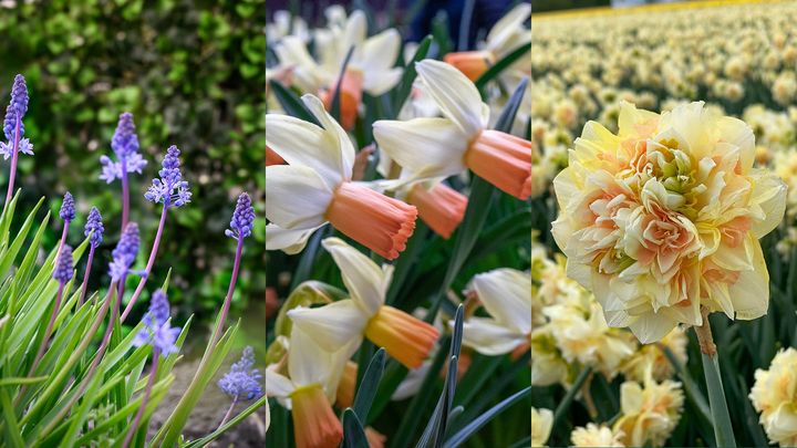 Vårblommande lökar 2025.