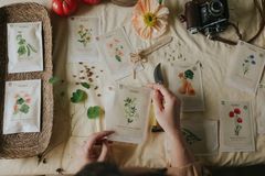 Florea flyttar in hos Blomsterlandet. Blomsterlandet är första butiken som säljer Floreas fröer.