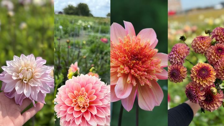 Bild%20p%E5%20fyra%20olika%20sorters%20dahlior%3A%20%27Elliott%27%2C%20%27Giovanna%27%2C%20%27Lava%20glow%27%20och%20%27Palmares%27%2C%20alla%20fr%E5n%20Dahlias%20by%20Linn.