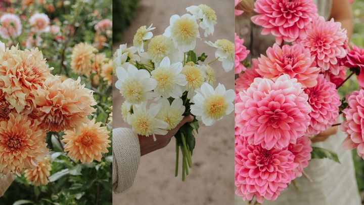 En%20bukett%20av%20tre%20olika%20dahliasorter%3A%20%27Hercules%27%20%28laxrosa%29%2C%20%27Platinum%20Blonde%27%20%28vit%20med%20gul%20mitt%29%20och%20%27Salmon%20Runner%27%20%28rosa%29.