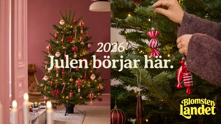 Julgran pyntas med juldekorationer.