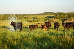 Virtuella stängsel gör det möjligt att styra betesdriften digitalt, utan fysiska stängsel i terrängen.