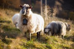 Nofence-klave i bruk på får. Tekniken möjliggör virtuell inhägnad utan fysiska stängsel.