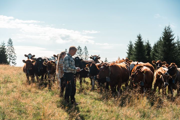 Virtuella stängsel gör det möjligt att styra betesdriften digitalt, utan fysiska stängsel i terrängen.