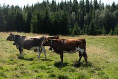 Virtuella stängsel gör det möjligt för djuren att beta lugnt inom definierade betesområden, utan fysiska stängsel i terrängen.