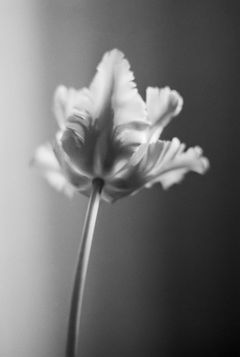 Eva Klasson Utan titel 1983.