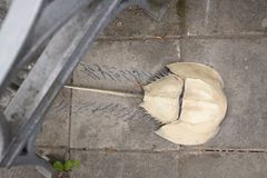 Artist: Christian Andersson
Title: Beta
Year: 2019