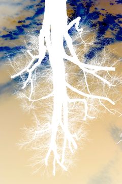 Artist: Fiete Stolte
Title: „Roots“
Year: 2019