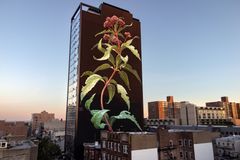 Mona Caron 

Title: Eutrochium  
Year: 2021
Photo credit: Mona Caron