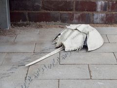 Christian Andersson

Title: Beta
Year: 2019
Photo credit: Terje Östling