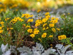 Blommor i gult blommar frodigt i en trädgård.