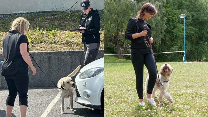 Intresset för att tävla i nosework, rallylydnad och lydnad ökade 2025. Foto: Ewa Arve och Måns Engelbrektsson.