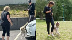 Intresset för att tävla i nosework, rallylydnad och lydnad ökade 2025. Foto: Ewa Arve och Måns Engelbrektsson.