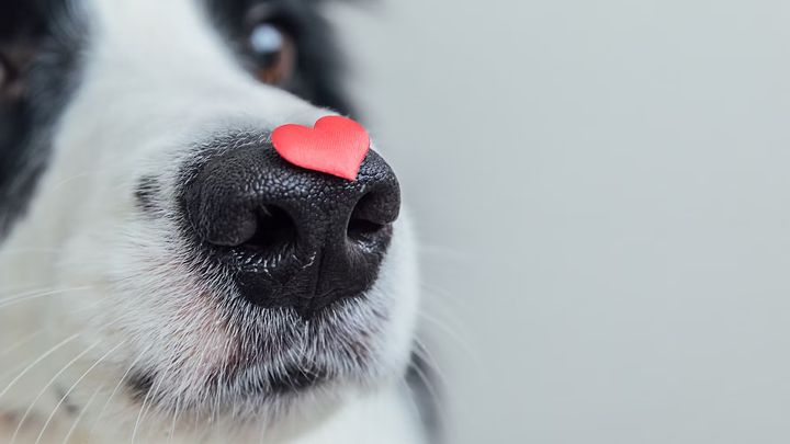 Svenska Kennelklubben erbjuder sedan 2023 RFG för tre raser och planerar nu för en expansion till ytterligare hundraser.