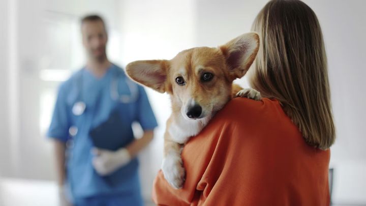 Enligt djurskyddslagen är djurägare skyldiga att se till att skadade eller sjuka djur får nödvändig vård snarast.