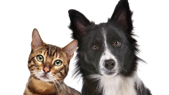 Forskningen om sällskapskapsdjur får tillskott med 7,5 miljoner från Agria och Svenska Kennelklubbens Forskningsfond.