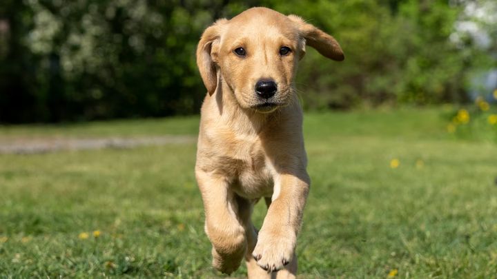 Labrador retriever toppar åter listan över flest registrerade hundar. Foto: Måns Engelbrektsson