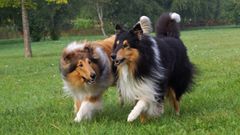 Långhårig collie. Foto: Måns Engelbrektsson/SKK.