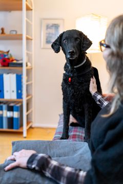 Vårdhunden Stina är Årets Tjänstehund 2025 Foto André de Loisted