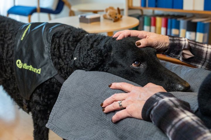 Nioåriga curly coated retrievern Stina belönas med utmärkelsen Årets tjänstehund 2025 för sitt mångåriga arbete inom psykiatrin i Malmö. Foto: André de Loisted.