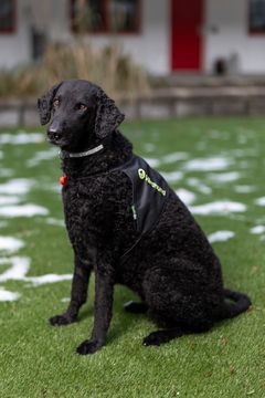 Vårdhunden Stina är Årets Tjänstehund 2025 Foto André de Loisted