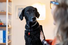 Vårdhunden Stina är Årets Tjänstehund 2025 Foto André de Loisted