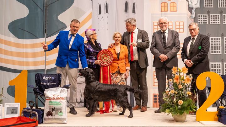 Best In Show-vinnaren på Stockholm Hundmässa 2025 Caci's Fifty Shades Of Music. Foto: Jenny Jurnelius.