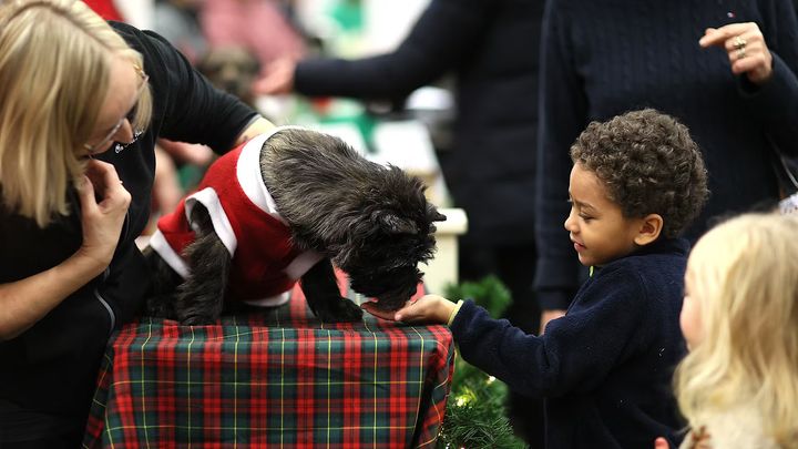 Passa på att träffa din favorithundras och att ställa frågor på Hundrastorget. Foto: Jenny Jurnelius.
