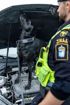 Årets Narkotikasökhund 2025 söker i bil Foto André de Loisted