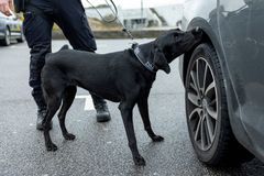 Årets Narkotikasökhund 2025 labrador retrievern Fanny Foto André de Loisted