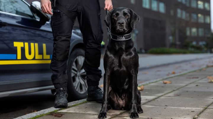 Årets Narkotikasökhund 2025 Fanny gjorde hela 229 beslag under verksamhetsperioden. Foto André de Loisted.