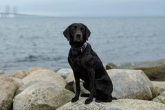 Årets Narkotikasökhund 2025 vid Öresundsbron Foto André de Loisted