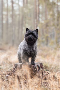 Hasse Årets Bragdhund 2025.Fotograf Jessica Olsén Eriksson
