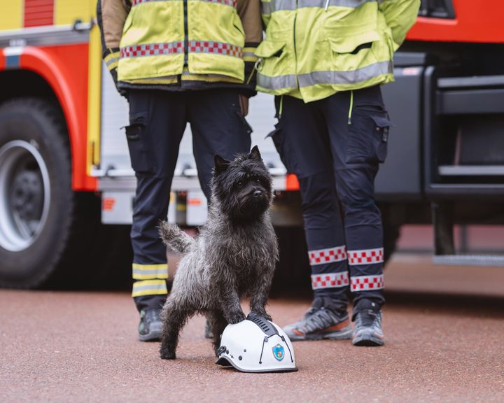 Cairnterriern Hasse larmade om en brand och räddade både liv och byggnader. Här med delar av Rättviks brandkår. Foto: Jessica Olsén Eriksson