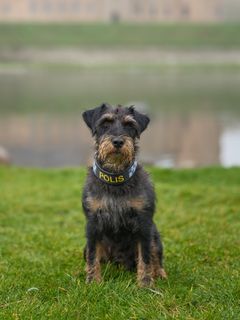 Årets polishund 2025 tyska jaktterriern Ivan Foto Daniel Persson