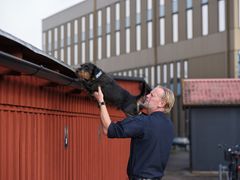 Årets polishund Ivan genomför höjdsök Foto Daniel Persson