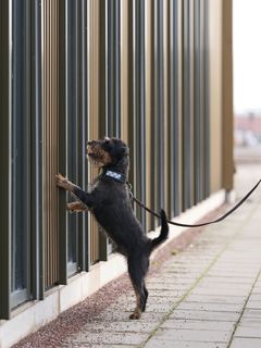 Årets polishund 2025 Ivan sökarbete Foto Daniel Persson